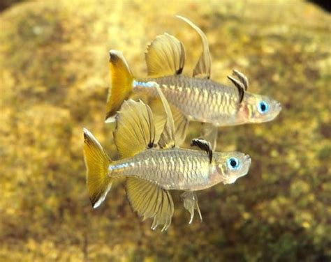 I am avoiding african cichilds or solitary fish. Pin on tiny aquarium