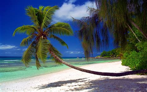 Nature Landscape Beach Palm Trees Sea Shrubs Sand Island Tropical