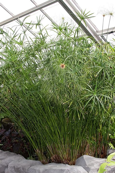 We did not find results for: Zypergras, Zyperngras (Cyperus): Pflege & Vemehrung ...