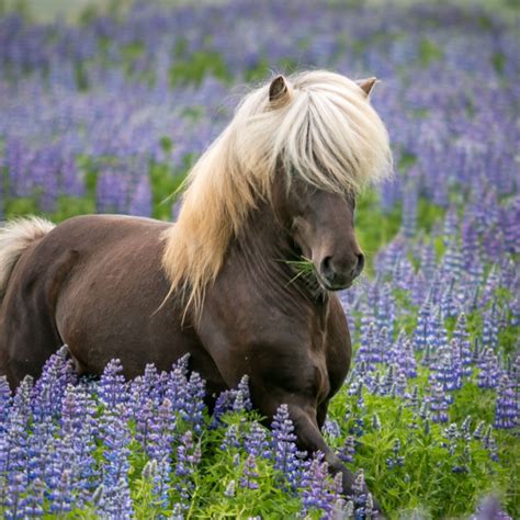 The Icelandic Horse - SoolNua