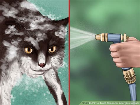 3 Ways to Treat Seasonal Allergies in Cats - wikiHow