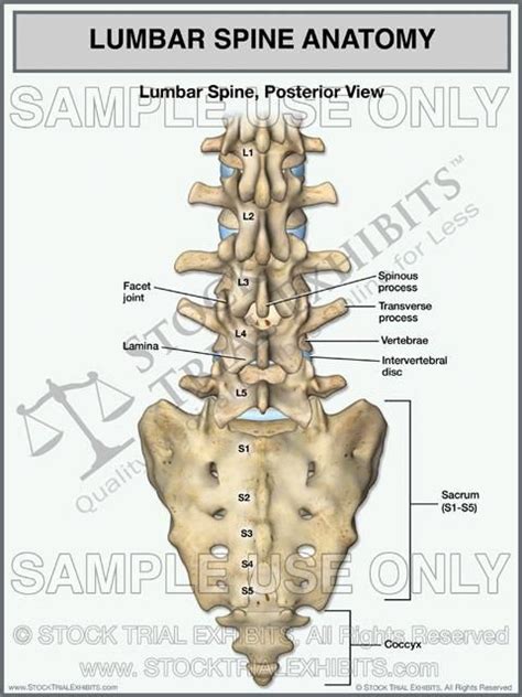 This Trial Exhibit Depicts Normal Lumbar Spine Anatomy Shown In The