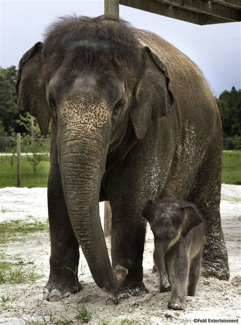 Ringling Bros Announces Birth Of 26th Asian Elephant Calf