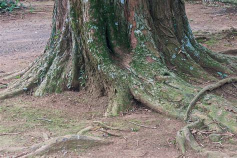 Base Of Large Tree Trunk With Roots Free Stock Photo Public Domain