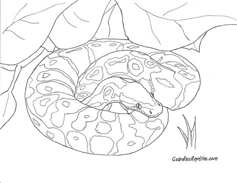 ball python coloring sheets - Bing Images | Cobra jiboia, Colorir, Desenhos