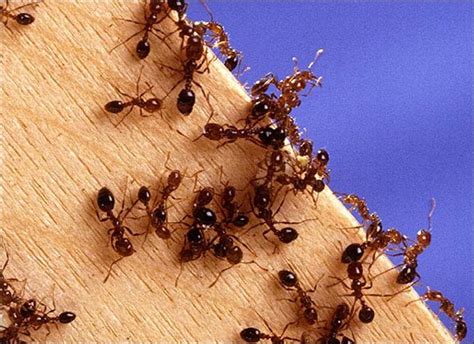 Was hilft gegen ameisen im haus oder in der wohnung? Ameisen bekämpfen: Die besten Tipps gegen Ameisen im Haus ...