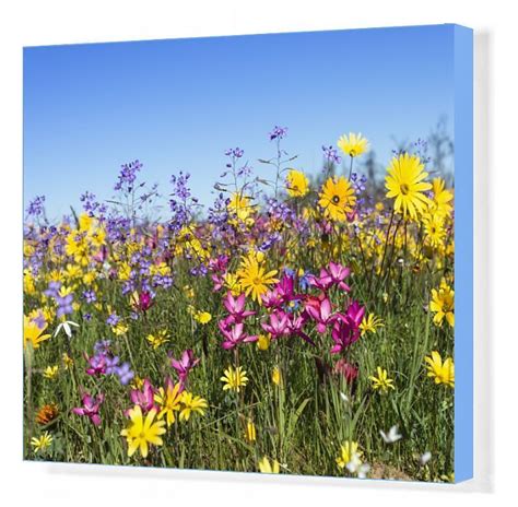 Prints Of Spring Wildflowers Papkuilsfontein Farm Nieuwoudtville Northern Cape South Africa