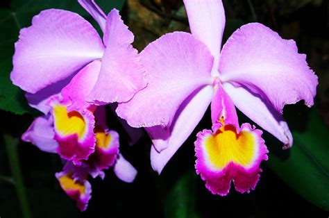 Cattleya Orchid Of Colombia Photograph By Dan Steeves