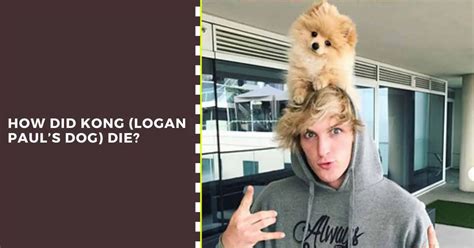 How Did Kong Logan Pauls Dog Die What Happened To His Dog