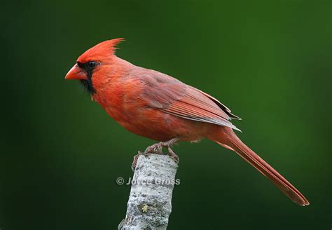 Cardinalis Cardinalis Northern Cardinal