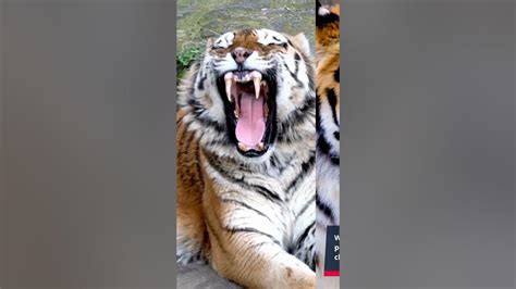 Tiger Attacks Photographer Youtube