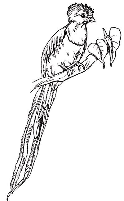 Color online with this game to color animals coloring pages and you will be able to share and to create your own gallery online. Umbrella Coloring Page - The Quetzal
