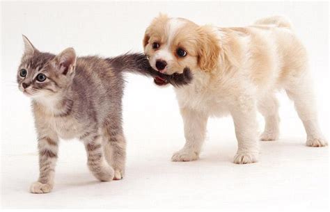 Proxecto Gato: Cute Cats and Puppies
