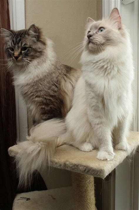 Seal Lynx Mitted And Lilac Mitted Ragdolls Godswonders Cattery Gorgeous Cats