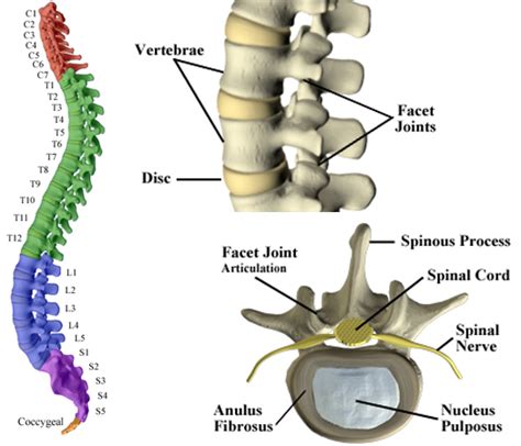 Chiropractic Care Ltd The Spine Support System For Your Body