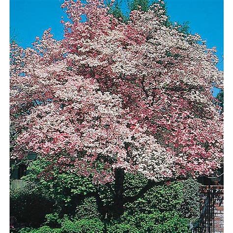 55 Gallon Pink Red Flowering Dogwood Flowering Tree In