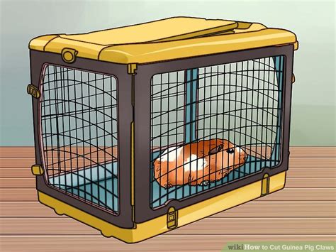 However, some animals have dark nails, causing difficulty in detecting the quick. How to Cut Guinea Pig Claws: 15 Steps (with Pictures ...