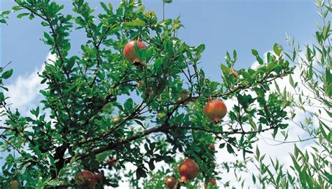 T budding & chip budding grafting of fruit trees the graft point on a fruit tree in these videos ian sturrock, an expert in tree fruit who runs a nursery in north wales supplying rare welsh fruit trees, explains another two methods of grafting fruit trees. How to Bud Graft a Fruit Tree | Garden Guides