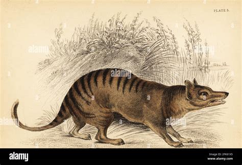 Tigre De Tasmanie Ou Thylacine Thylacinus Cynocephalus Éteint
