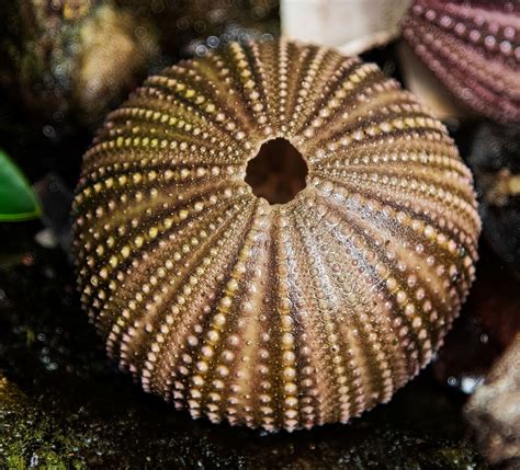 Sea Urchin Shell Gulf Specimen Marine Lab Ksblack99 Flickr