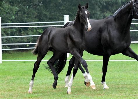 The modern oldenburg is managed by the association of breeders of the oldenburger horse, which enacts strict selection of breeding stock to ensur. Oldenburger: Pferd, Pedigree - rimondo