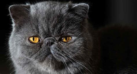 Flat Faced Cats Investigating Brachycephalic Cat Breeds