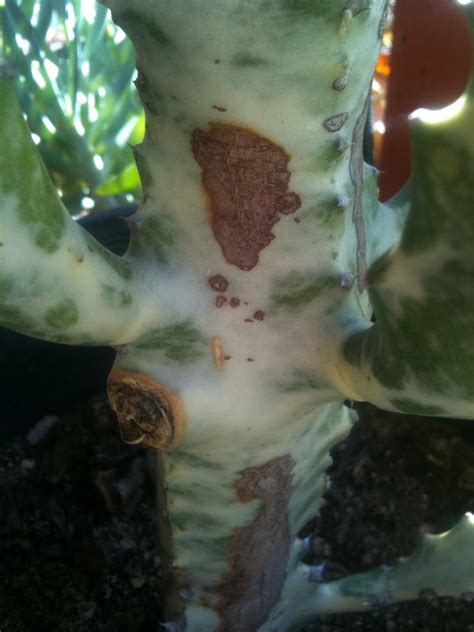 On the sunny side, but perhaps where it gets some shade in the afternoon if it is very hot. Brown spots on Euphorbia or Cactus