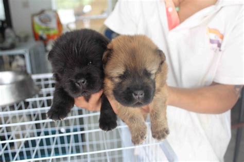 Check spelling or type a new query. LovelyPuppy: Black Chow Chow Puppy WIth MKA Cert