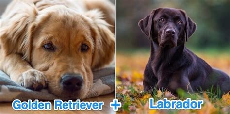 The golden lab mix is a great family member. Golden Retriever Lab Mix: Dog Breed Overview and Guide ...