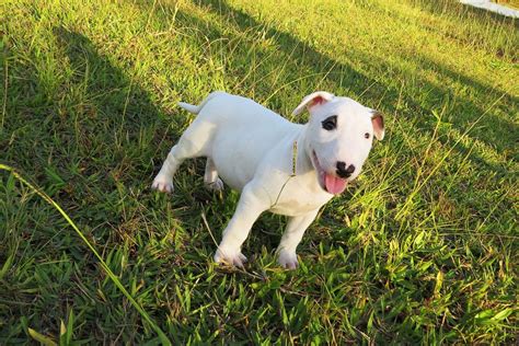 Bull Terrier Caracterísicas Dicas e Fotos