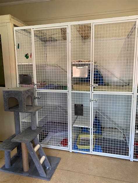 Cattery Boarding Burke Road Veterinary Clinic And Hospital