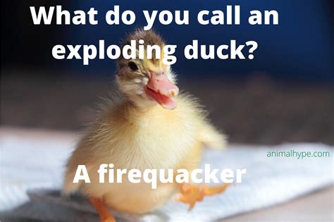 32 Funny Duck Puns That Will Quack You Up Animal Hype