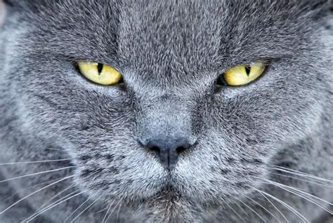 11 Common Male Cat Behaviors Cat Behavior Cats Orange Cats