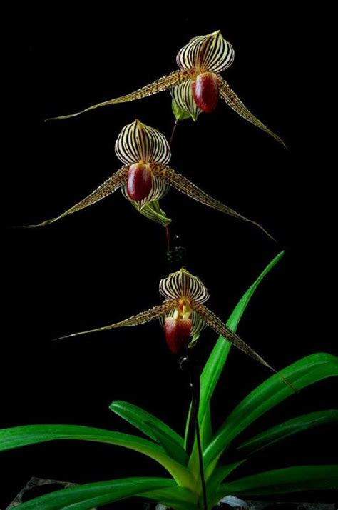 Top 10 Rarest Orchids In The World Rare Orchids Orchids Rare Flowers