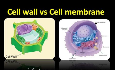 Plant cell wall other names. Difference Between Cell Wall And Cell Membrane | Read Biology