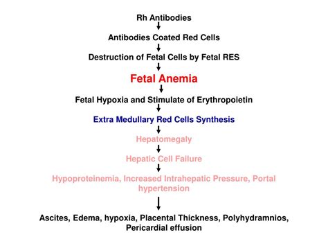 Ppt Alloimmune Hemolytic Disease Of The Fetus Newborn Rh