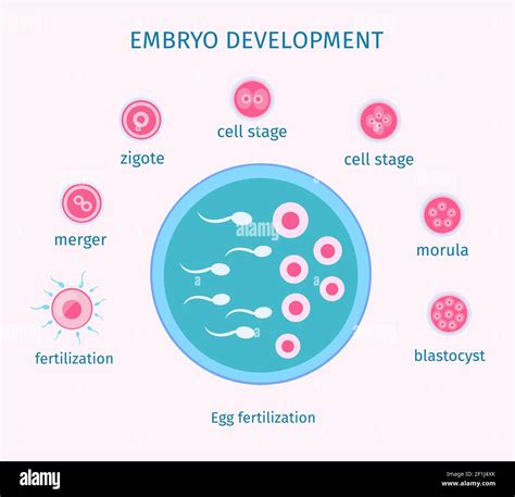 egg fertilization process flat template with different stages of embryo development isolated