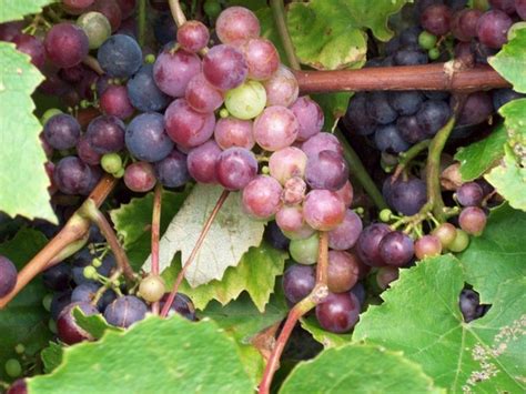 Concord Grapes Free Stock Photos Download 491 Free Stock Photos For