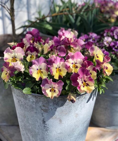 Ideas For Gardening With Pansies That You Will Love Interiors By Color