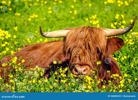 Highland Red Cow Stock Image Image Of Highland Long 53889323