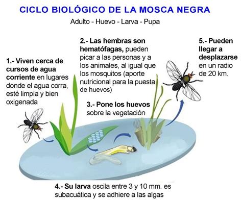 Mosca Características Alimentación Hábitat Partes Y Mucho