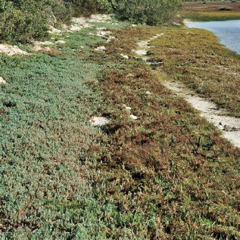 7 Tidal Salt Marsh Zonation On The Banks Of The Estuarine Bushmans