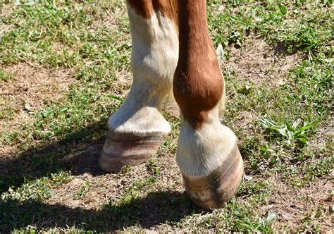 말의 발굽 피트 말 는 말에서 나머지 Pixabay의 무료 사진