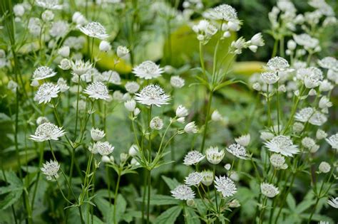 Just because a plant thrives in shade does not mean it likes being cold. Best Shade Loving Plants Gardenersworld - House Plans | #126936