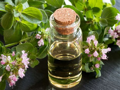 Oregano Essential Oil 10 Health Benefits And How To Use It