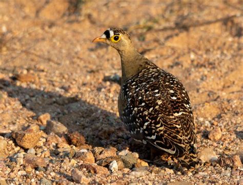 Double Banded Sandgrouse Isolated In The Wild Stock Photo Image Of