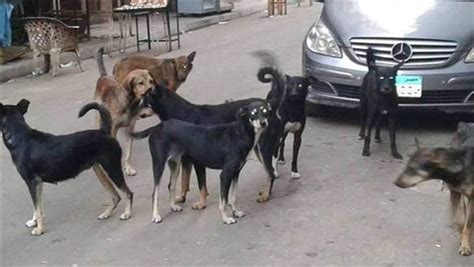 انتشار الكلاب الضالة يثير فزع سكان شارع حسين القصاص في المريوطية