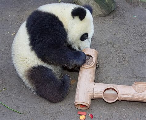 Precious Pandas San Diego Zoo Kids