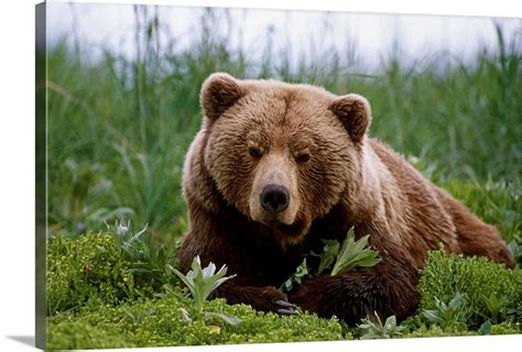 Brown Bear Laying In Grass Near Mcneil River Southwest Alaska Wall Art
