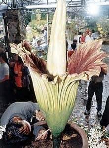 wowboom: ดอกซากศพ ดอกไม้ที่ใหญ่ที่สุดในโลก ( Titan Arum )